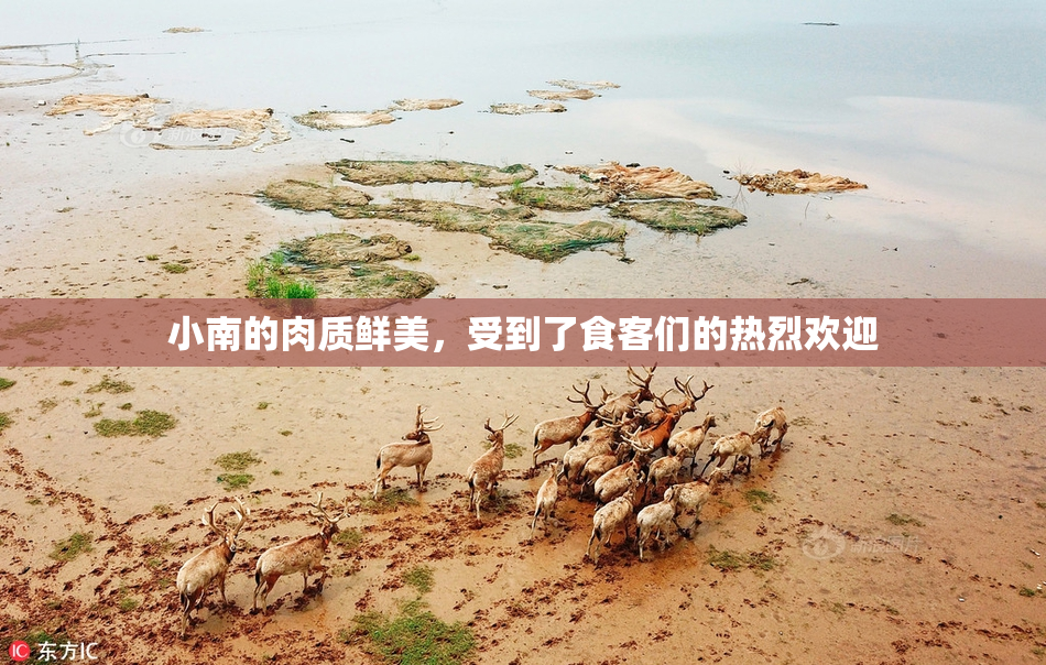 小南的肉质鲜美，受到了食客们的热烈欢迎