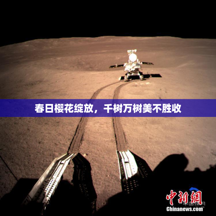 春日樱花绽放，千树万树美不胜收