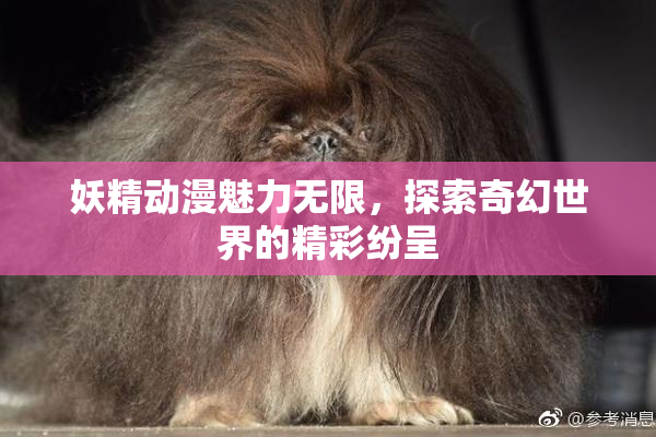 妖精动漫魅力无限，探索奇幻世界的精彩纷呈