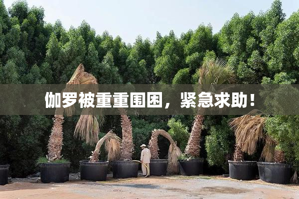 伽罗被重重围困，紧急求助！