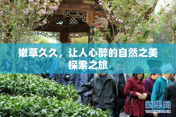 嫩草久久，让人心醉的自然之美探索之旅