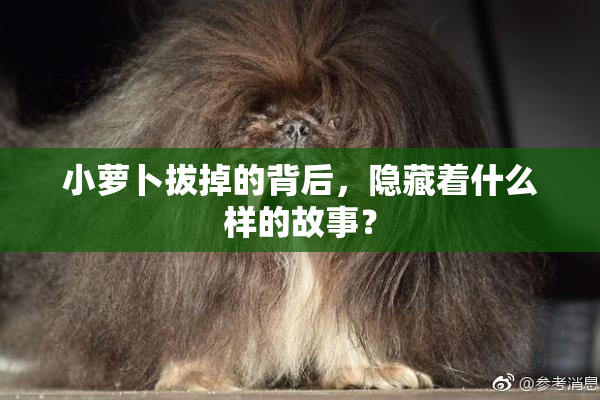 小萝卜拔掉的背后，隐藏着什么样的故事？