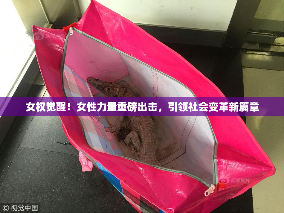 女权觉醒！女性力量重磅出击，引领社会变革新篇章