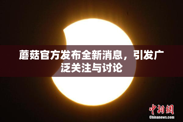 蘑菇官方发布全新消息，引发广泛关注与讨论