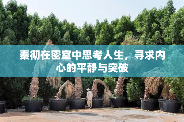 秦彻在密室中思考人生，寻求内心的平静与突破