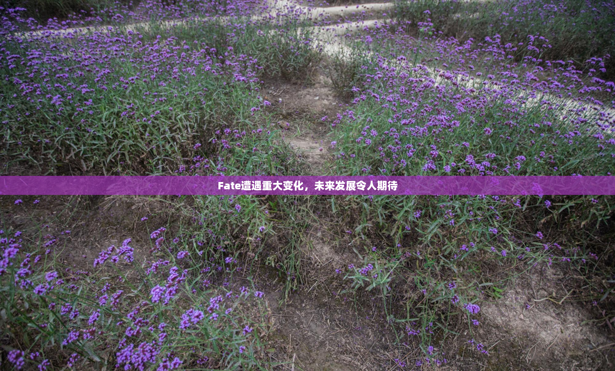 Fate遭遇重大变化，未来发展令人期待