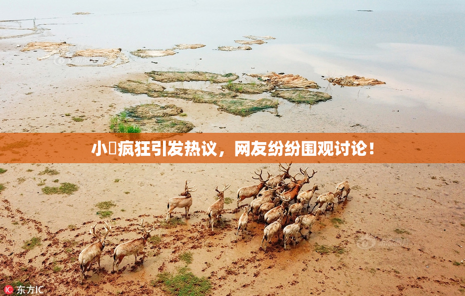 小泬疯狂引发热议，网友纷纷围观讨论！