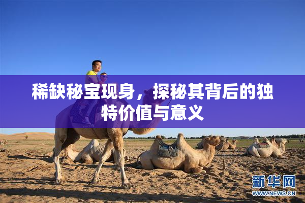 稀缺秘宝现身，探秘其背后的独特价值与意义