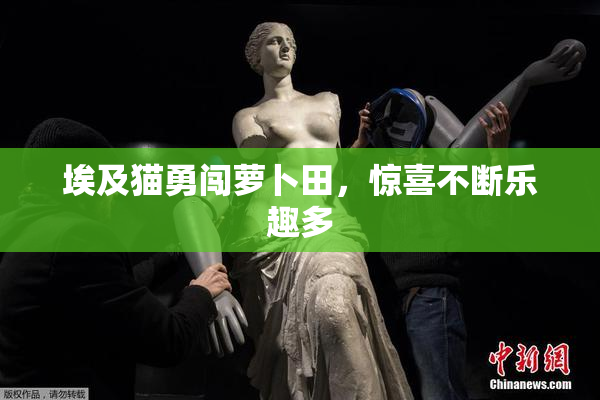 埃及猫勇闯萝卜田，惊喜不断乐趣多