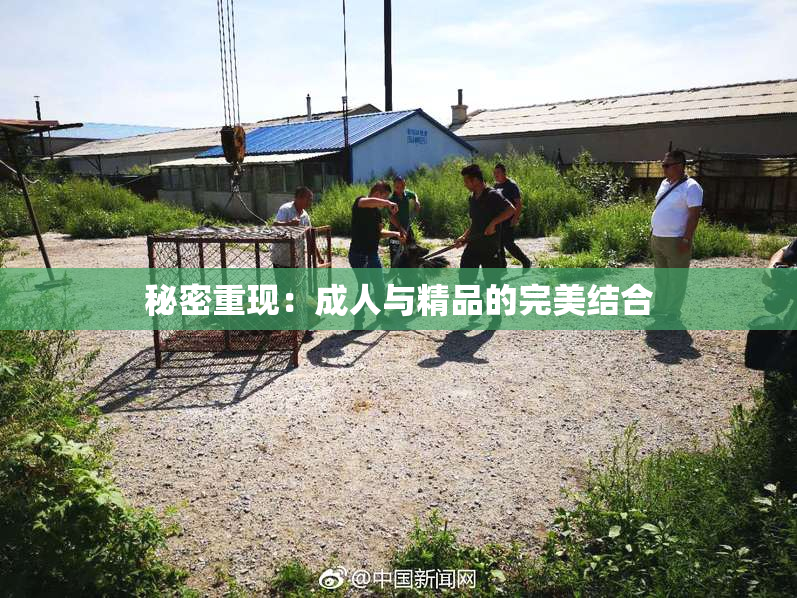 秘密重现：成人与精品的完美结合