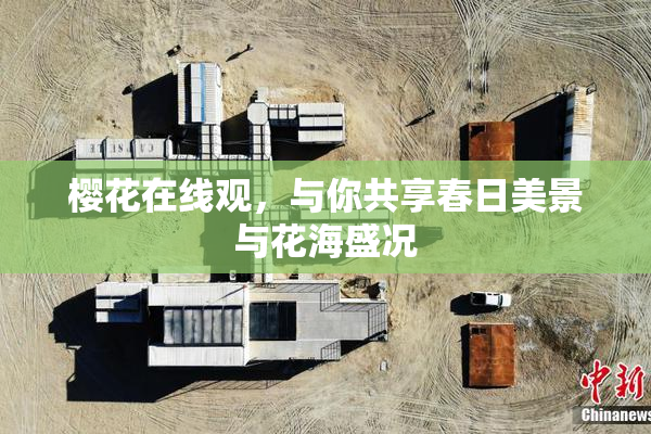 樱花在线观，与你共享春日美景与花海盛况