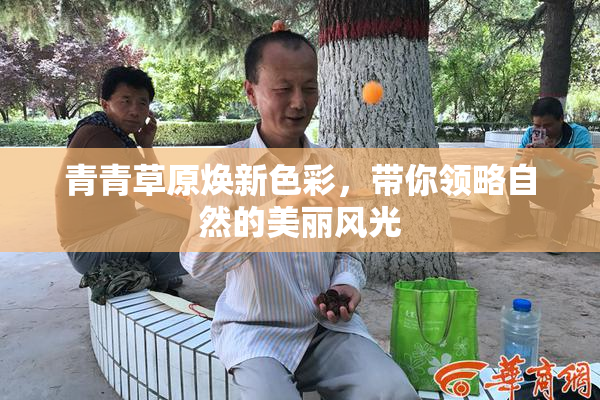 青青草原焕新色彩，带你领略自然的美丽风光