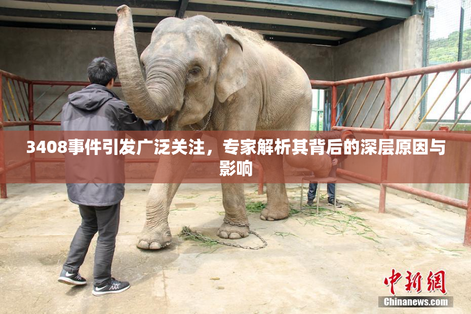 3408事件引发广泛关注，专家解析其背后的深层原因与影响