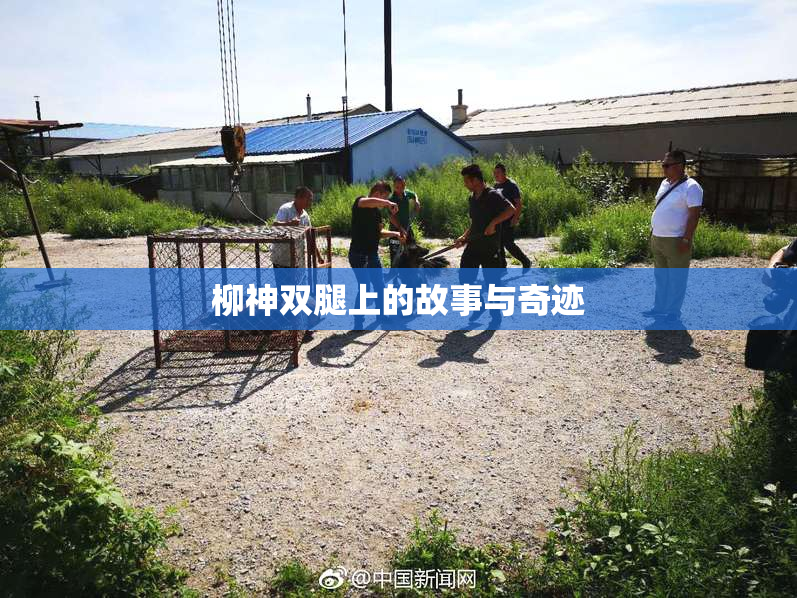 柳神双腿上的故事与奇迹