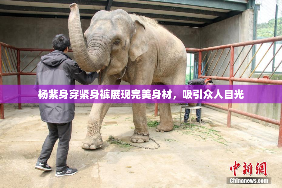 杨紫身穿紧身裤展现完美身材，吸引众人目光