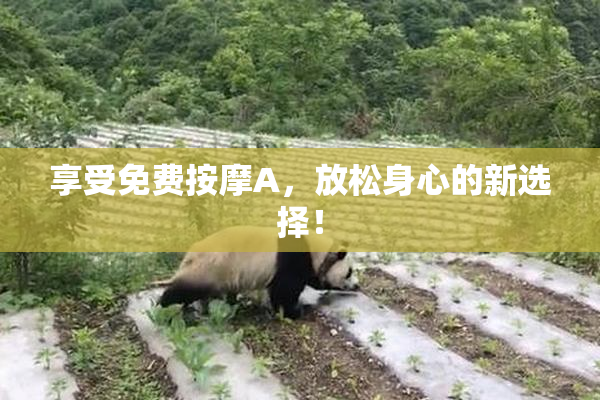 享受免费按摩A，放松身心的新选择！