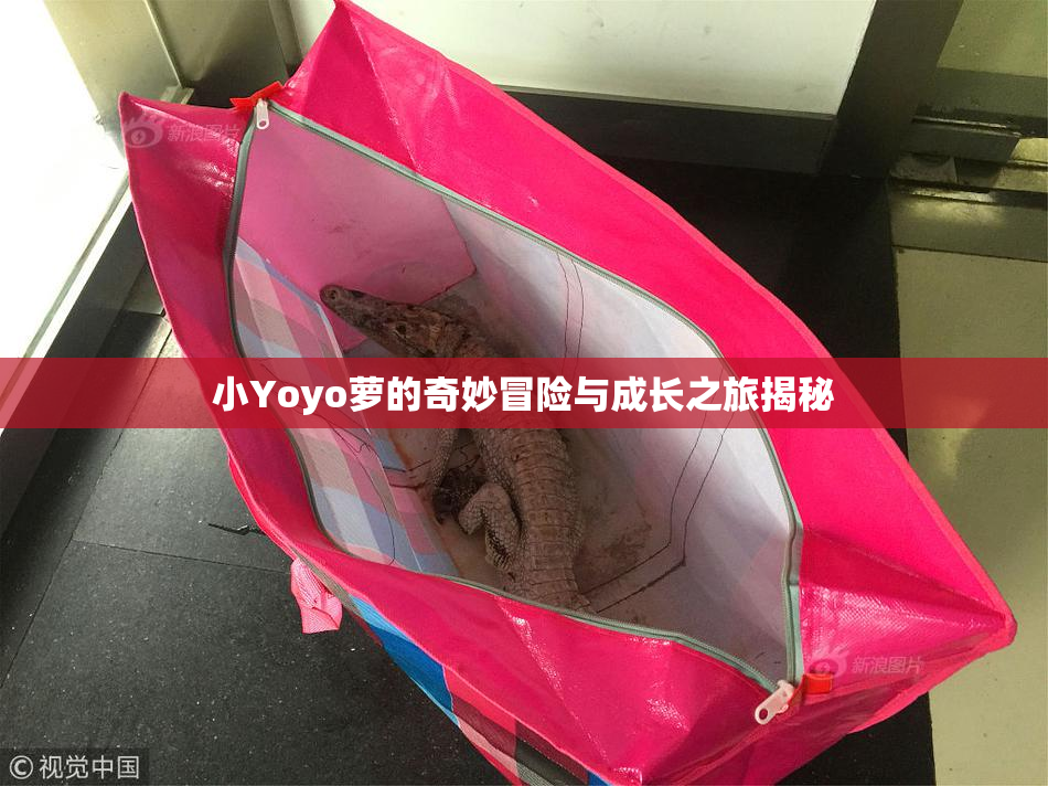 小Yoyo萝的奇妙冒险与成长之旅揭秘