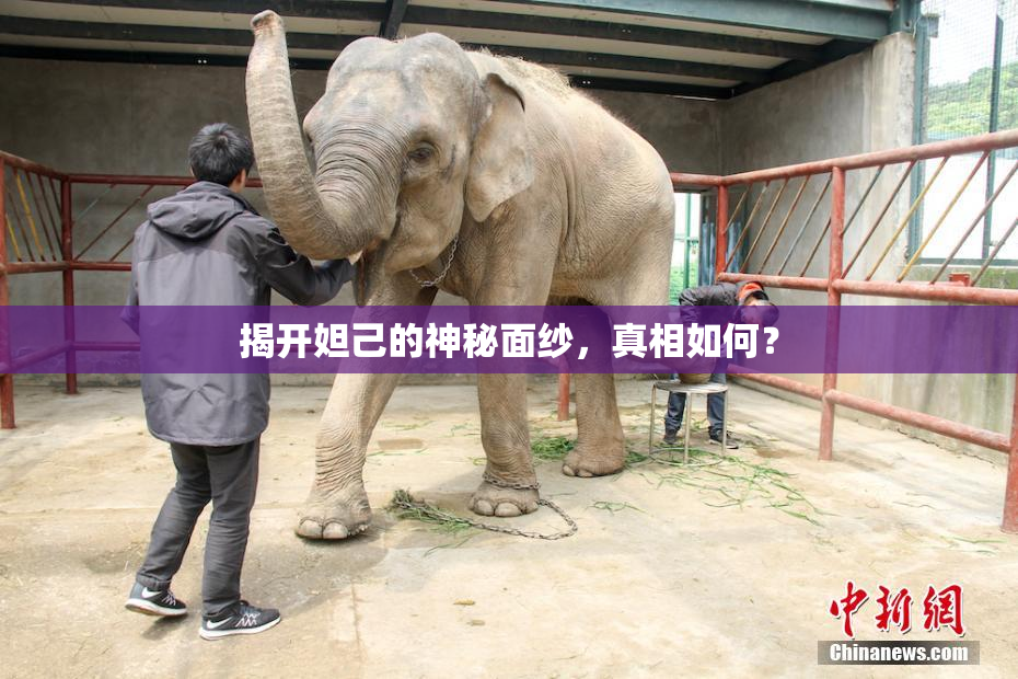 揭开妲己的神秘面纱，真相如何？