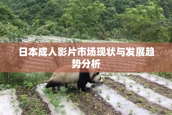 日本成人影片市场现状与发展趋势分析