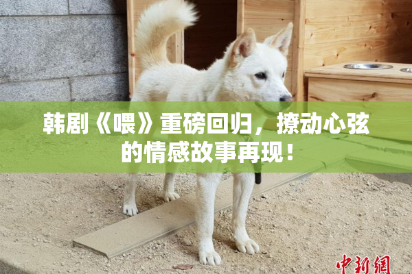 韩剧《喂》重磅回归，撩动心弦的情感故事再现！