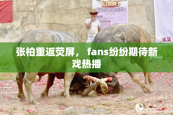 张柏重返荧屏， fans纷纷期待新戏热播