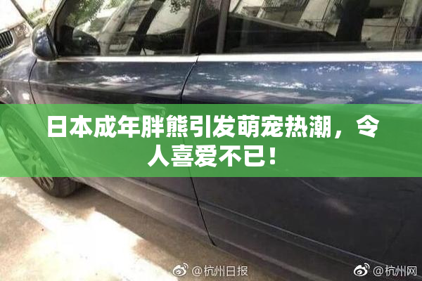 日本成年胖熊引发萌宠热潮，令人喜爱不已！