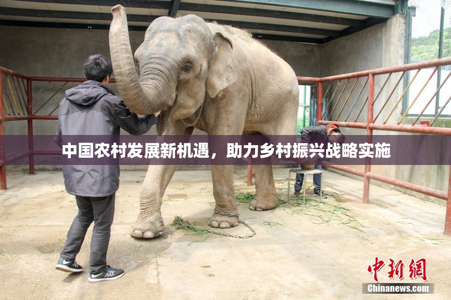 中国农村发展新机遇，助力乡村振兴战略实施