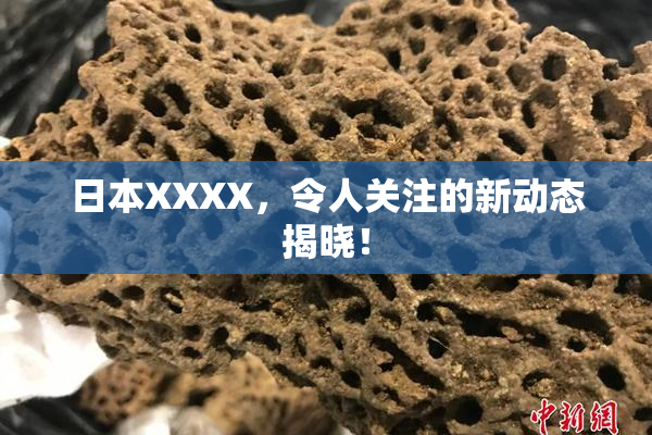 日本XXXX，令人关注的新动态揭晓！