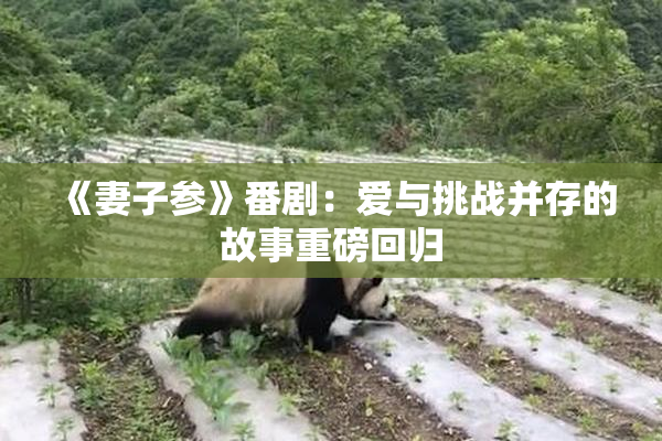 《妻子参》番剧：爱与挑战并存的故事重磅回归