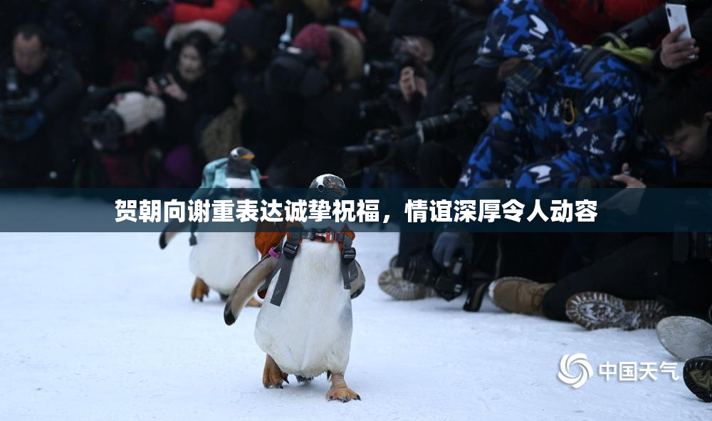 贺朝向谢重表达诚挚祝福，情谊深厚令人动容