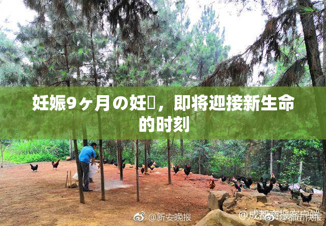 妊娠9ヶ月の妊婦，即将迎接新生命的时刻