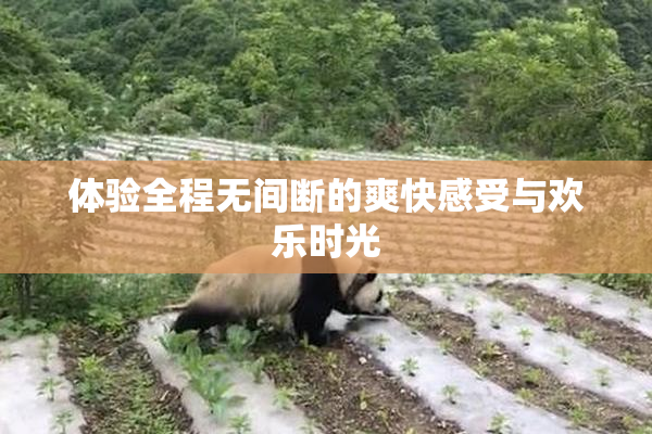 体验全程无间断的爽快感受与欢乐时光