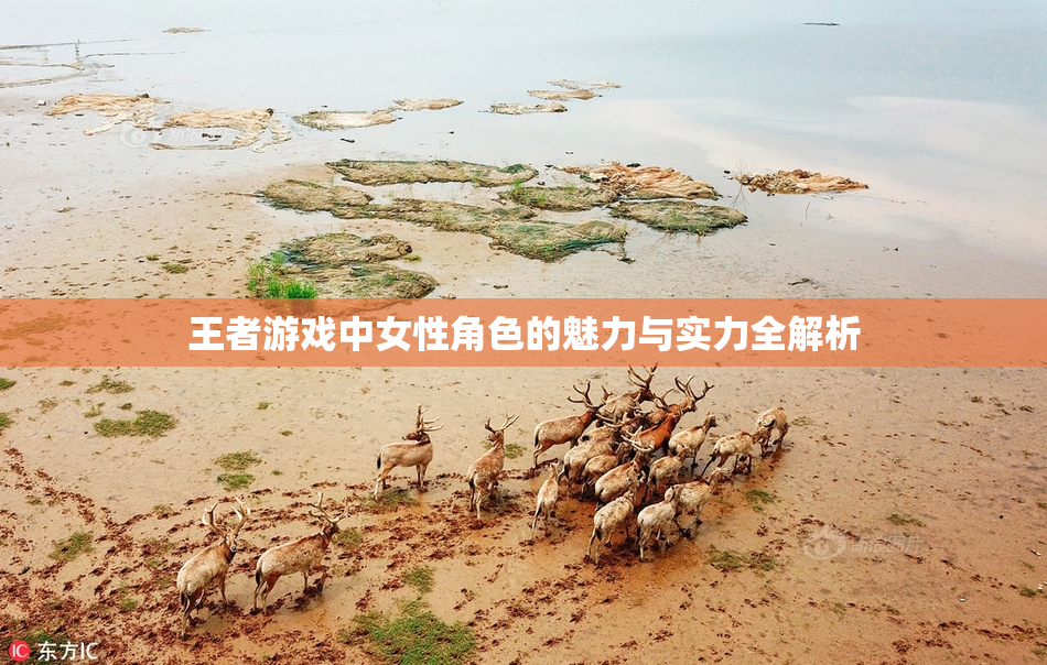 王者游戏中女性角色的魅力与实力全解析