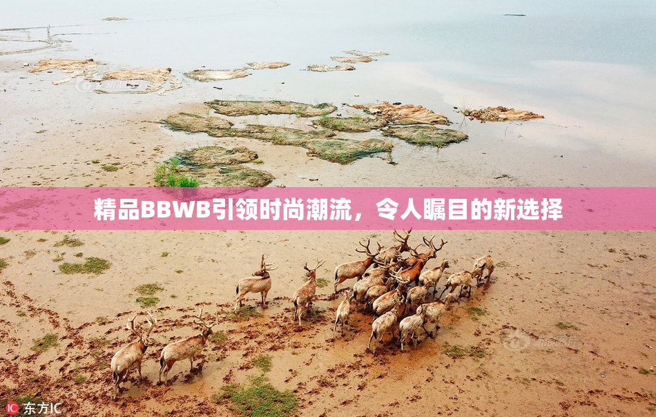 精品BBWB引领时尚潮流，令人瞩目的新选择