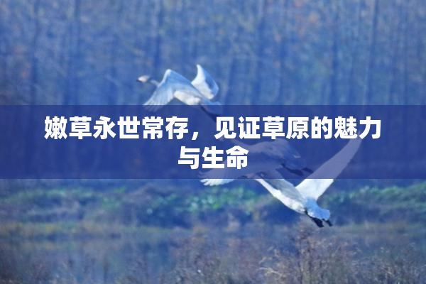 嫩草永世常存，见证草原的魅力与生命