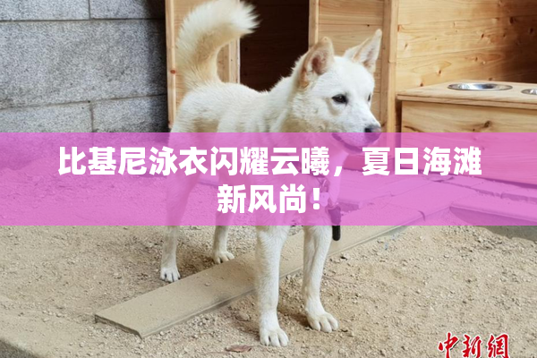 比基尼泳衣闪耀云曦，夏日海滩新风尚！