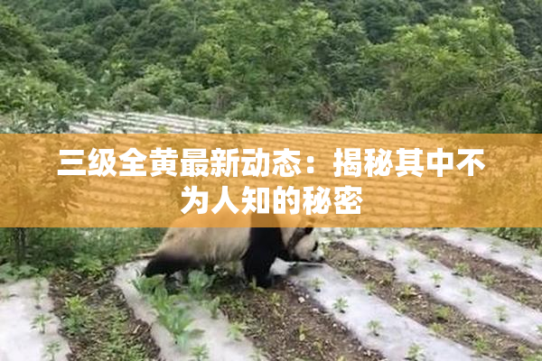 三级全黄最新动态：揭秘其中不为人知的秘密