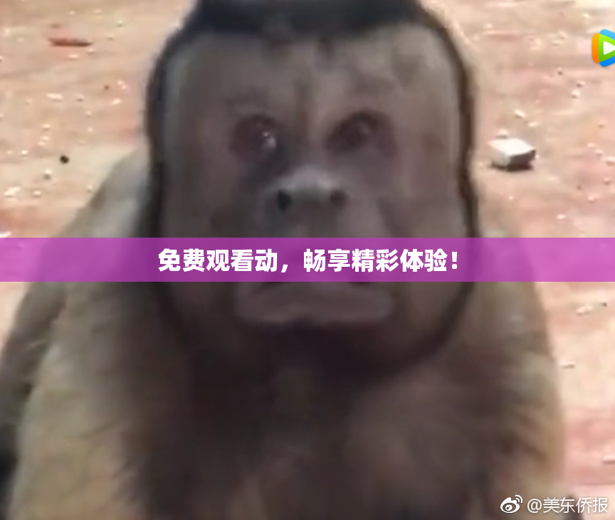 免费观看动，畅享精彩体验！