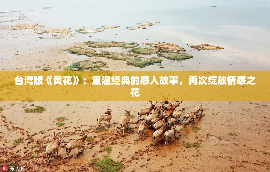 台湾版《黄花》：重温经典的感人故事，再次绽放情感之花