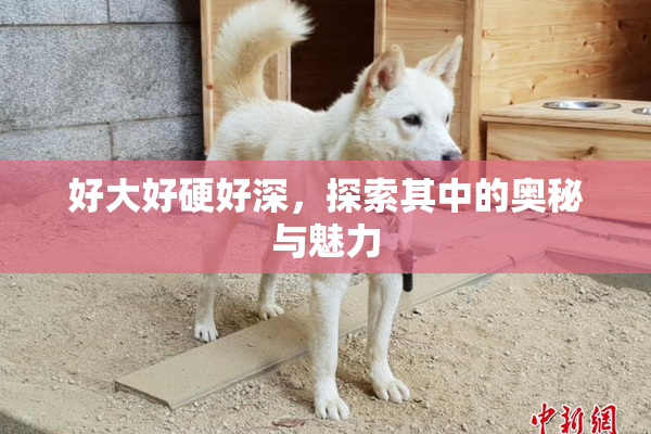 好大好硬好深，探索其中的奥秘与魅力