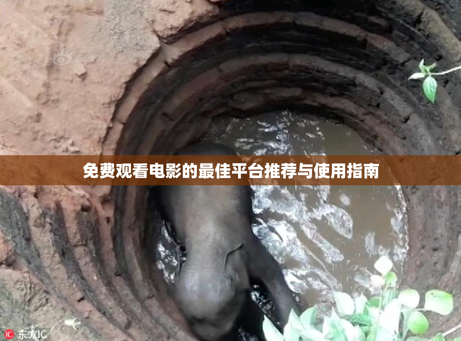 免费观看电影的最佳平台推荐与使用指南