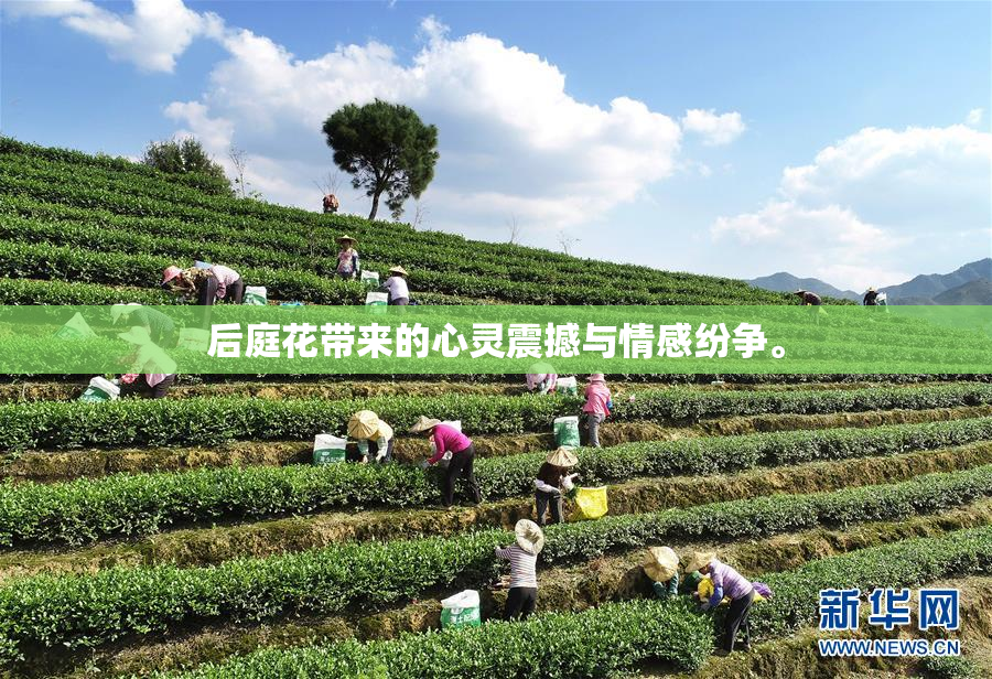 后庭花带来的心灵震撼与情感纷争。