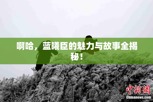 啊哈，蓝曦臣的魅力与故事全揭秘！