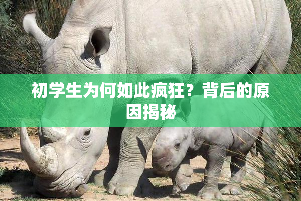 初学生为何如此疯狂？背后的原因揭秘