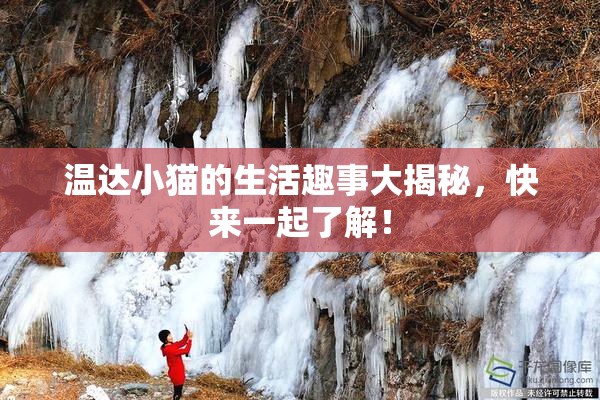 温达小猫的生活趣事大揭秘，快来一起了解！