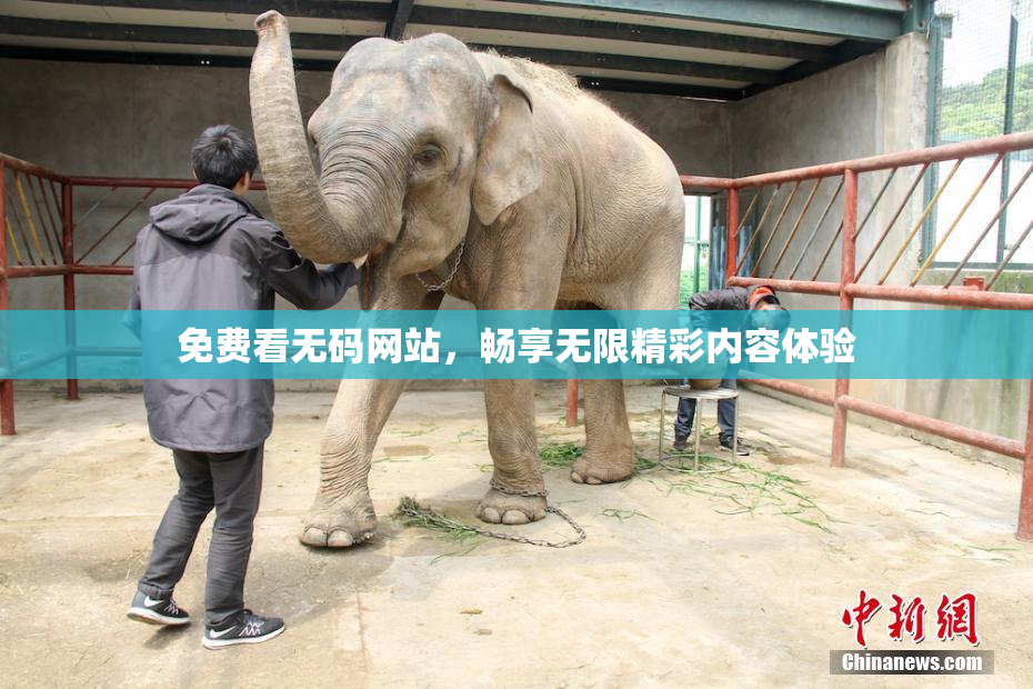 免费看无码网站，畅享无限精彩内容体验