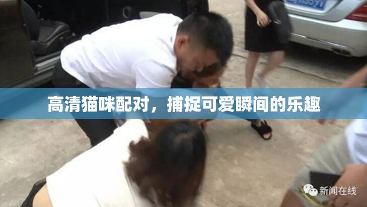 高清猫咪配对，捕捉可爱瞬间的乐趣