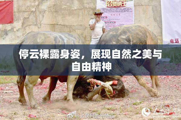 停云裸露身姿，展现自然之美与自由精神