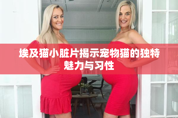 埃及猫小脏片揭示宠物猫的独特魅力与习性