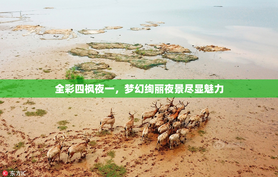 全彩四枫夜一，梦幻绚丽夜景尽显魅力